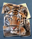 Collage tiger Royalty Free Stock Photo