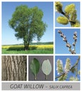 Goat Willow, Pussy Willow, Sallow, willow, salix, caprea, palm kitten