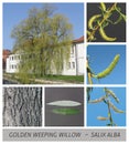 Willow, weeping willow, Golden Willow, salix, alba, vitellina, tristis