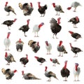 Collage turkey isolated on white background Royalty Free Stock Photo