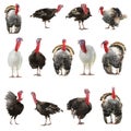Collage turkey isolated on white background Royalty Free Stock Photo