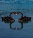Collage two black swans making heart shape Royalty Free Stock Photo