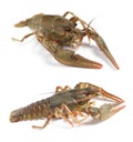 Collage with two fresh crayfishes on white background Royalty Free Stock Photo