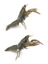 Collage with two fresh crayfishes on white background Royalty Free Stock Photo