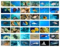Collage of underwater images. Collection of tropical fishes