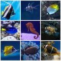 Collage of underwater life. Set of tropical fishes