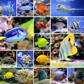 Collage of underwater photos