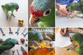 Collage with a variety shots of funny pet parrot