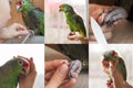 Collage with a variety shots of manicure parrot.