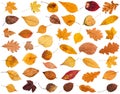 collage from various dried autumn fallen leaves Royalty Free Stock Photo