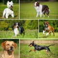 Collage of various pictures of breed dogs Royalty Free Stock Photo
