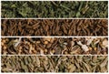 Collage of various spice seeds. Parsley and cumin, seasoning for pickling and fennel. Macro photography