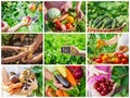 Collage vegetables. Garden. Food bio. selective focus Royalty Free Stock Photo