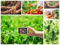 Collage vegetables. Garden. Food bio. selective focus Royalty Free Stock Photo