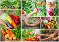 Collage vegetables. Garden. Food bio. selective focus