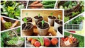 Collage of vegetables - products of vegetable garden