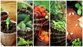 Collage of vegetables - products of vegetable garden