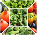 Collage of vegetables - products of vegetable garden. Healthy ea