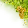 Collage of vine leaves and yellow grape