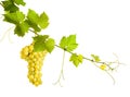 Collage of vine leaves and yellow grape