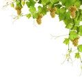 Collage of vine leaves and yellow grapes Royalty Free Stock Photo