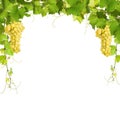 Collage of vine leaves and yellow grapes Royalty Free Stock Photo