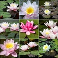 Collage of water lilies from nine photos Royalty Free Stock Photo