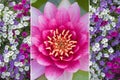 Collage - water lily and colorful petunias Royalty Free Stock Photo