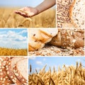 Collage wheat Royalty Free Stock Photo