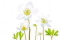 Collage of white blooming Black Hellebore, Christmas Rose, Christmas-rose Royalty Free Stock Photo