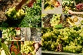 Collage with white grape harvesting and grape closeup Royalty Free Stock Photo