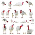 Collage white turkey isolated on white background