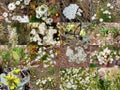 Collage of White Wildflowers Kings park West Aust