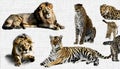 A collage of wild animals Royalty Free Stock Photo