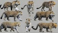 A collage of wild animals Royalty Free Stock Photo