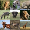 Collage of wild animals, mammals Royalty Free Stock Photo