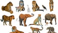 A collage of wild animals Royalty Free Stock Photo