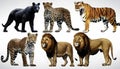 A collage of wild animals Royalty Free Stock Photo