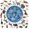 Collage of wildlife walking around the world Royalty Free Stock Photo
