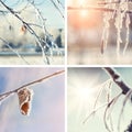 Collage of winter nature backgrounds