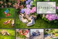 Collage of women's shoes, shoe ads, shopping