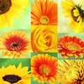 Collage of yellow and orange macro flower collection of different nine flowers. Royalty Free Stock Photo