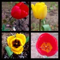 Collage of yellow and red tulip with dark Centre