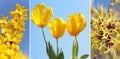 Collage of yellow spring flowers Royalty Free Stock Photo