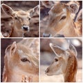 Collage Of A Young Doe Deer In Close-up Royalty Free Stock Photo