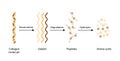 Collagen Digestion, Denaturation, Degradation. Collagen digestion Gelatin Peptides and Amino acids. Vector Illustration.