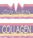 Collagen fibers in young and wrinkled skin.