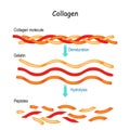 Collagen Hydrolysis and Denaturation