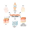 Collagen is the main structural protein in the: connective tissues, cartilages, bones, nails, derma and hair. Royalty Free Stock Photo