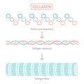 Collagen molecular structure. Connective tissue protein diagram. Royalty Free Stock Photo